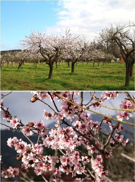 L&rsquo;INSTANT DE L&rsquo;AMETLLER - JOSEP VALLS